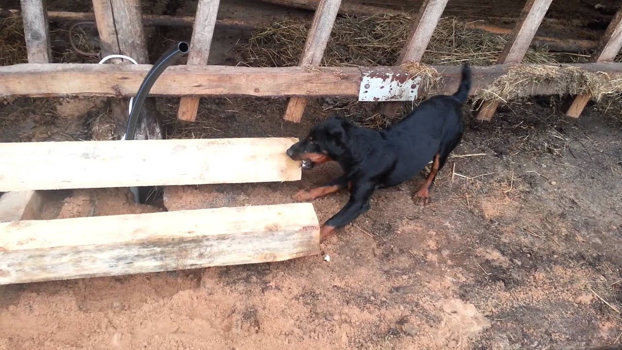 Crazy German hunting terrier.