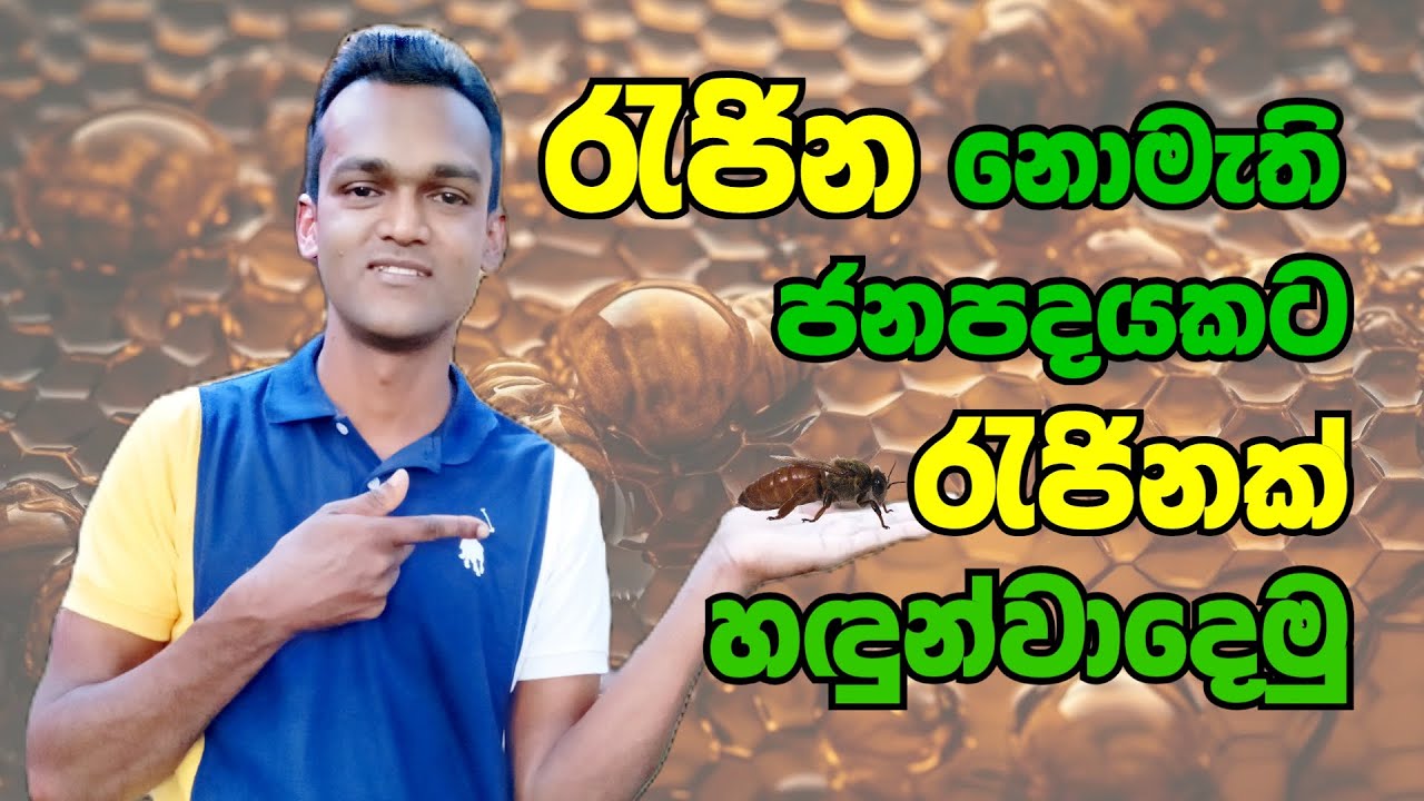රැජිනක් නොමැති ජනපදයකට නව රැජිනක් හඳුන්වා දීම | Introducing a new queen bee to a colony