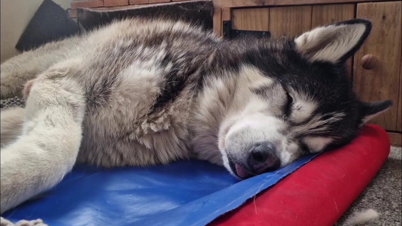 Trying To Wake An Old Sleeping Husky