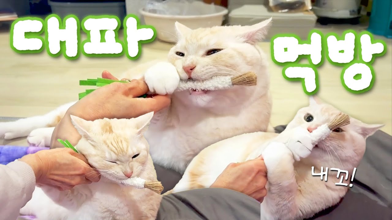 와작와작! 냥생 첫 대파 먹방 🌱