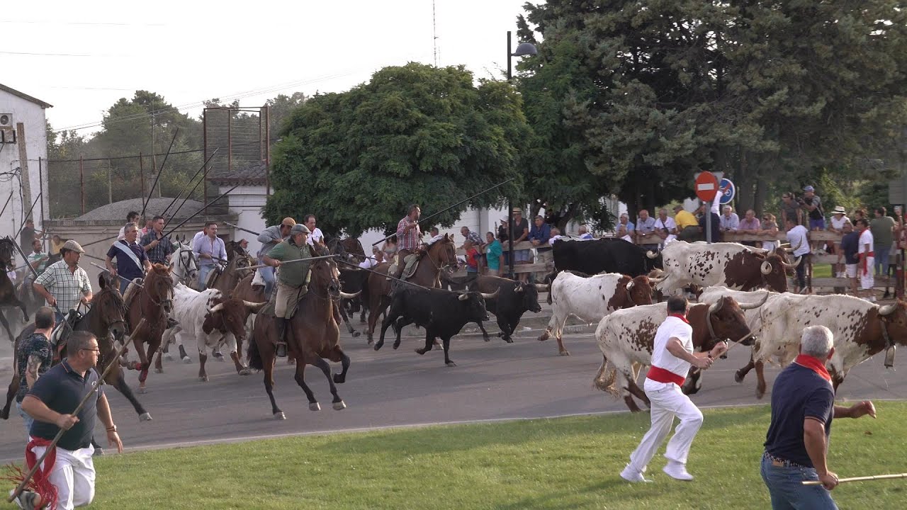 Tordesillas 2023 fiestas de la Peña, Encierro del domingo