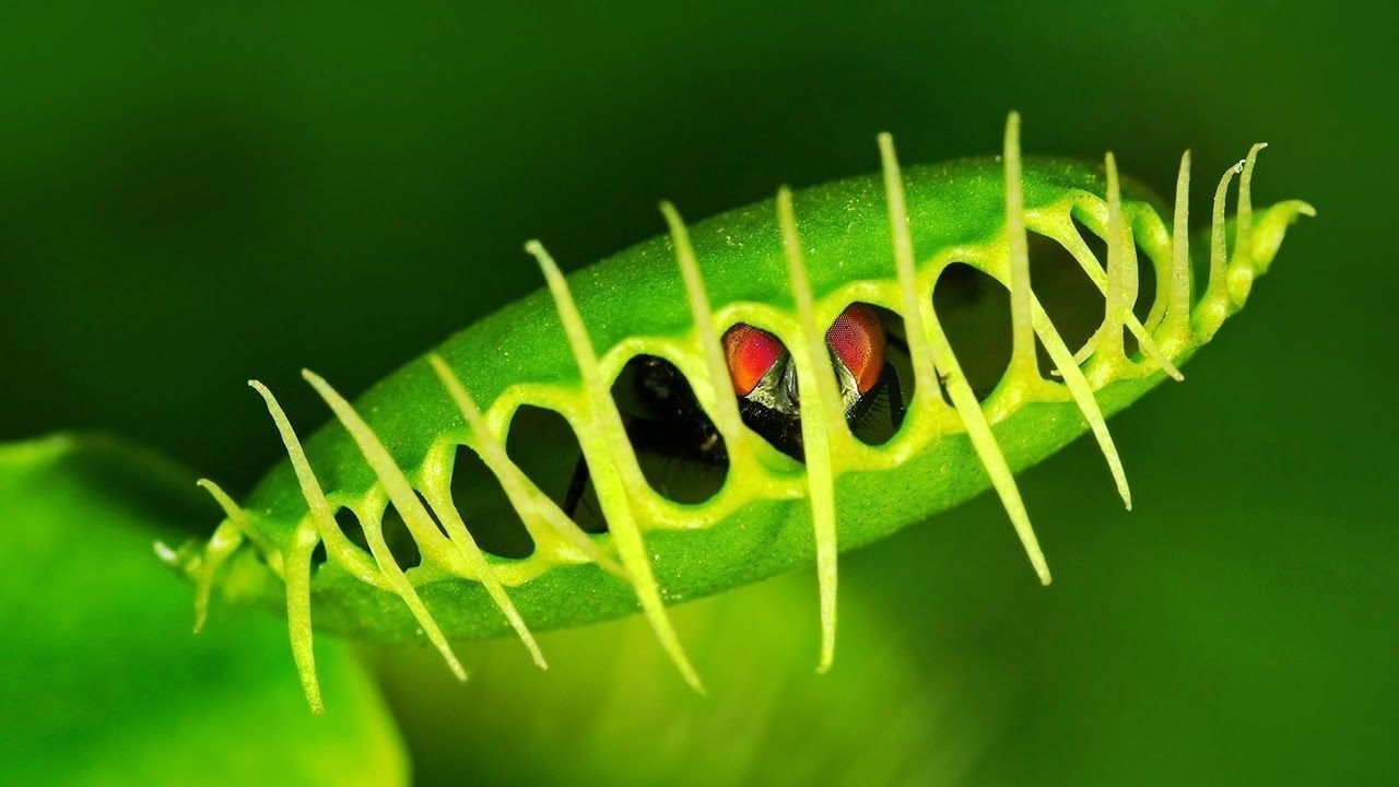 Pflanzen, die Tiere fressen