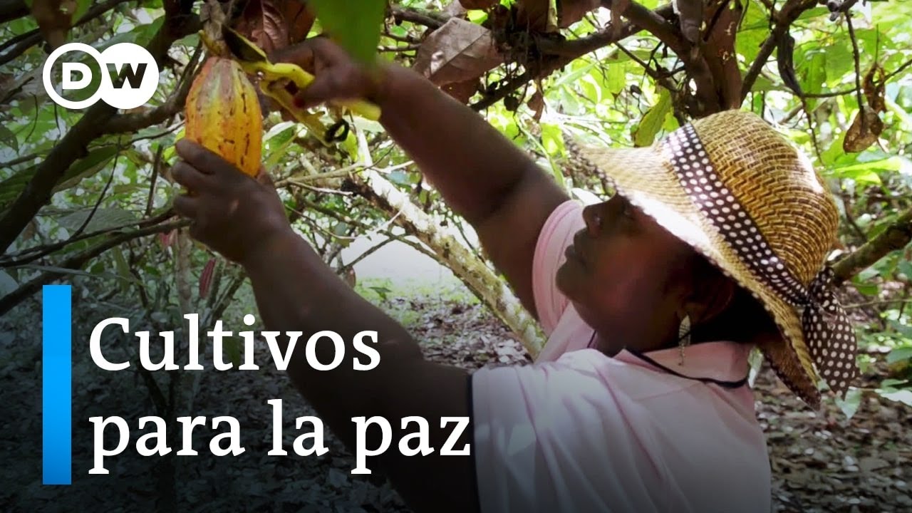 Coca legal y cacao en Colombia
