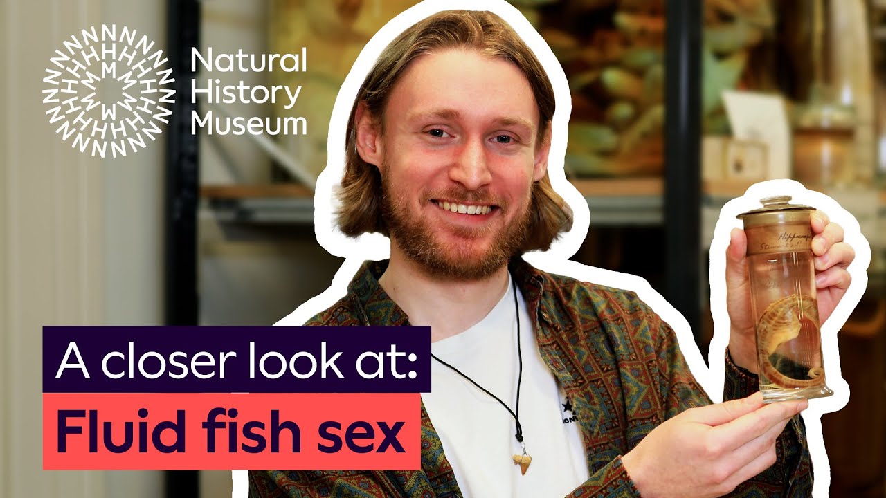 A closer look at fluid fish sex