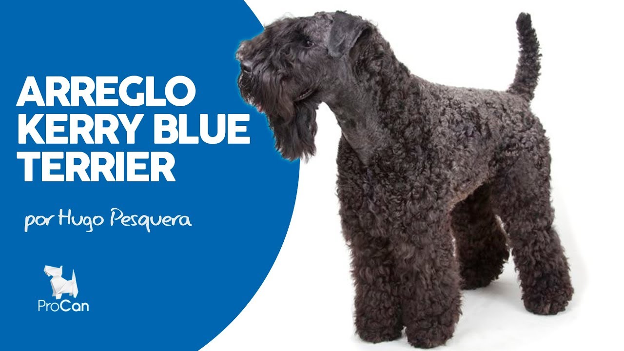 ARREGLO KERRY BLUE TERRIER | HUGO PESQUERA | PROCAN