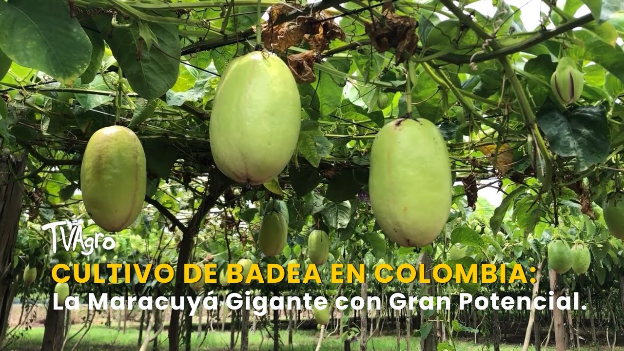 Cultivo de Badea en Colombia: La Maracuyá Gigante con Gran Potencial - TvAgro por Juan Gonzalo Angel