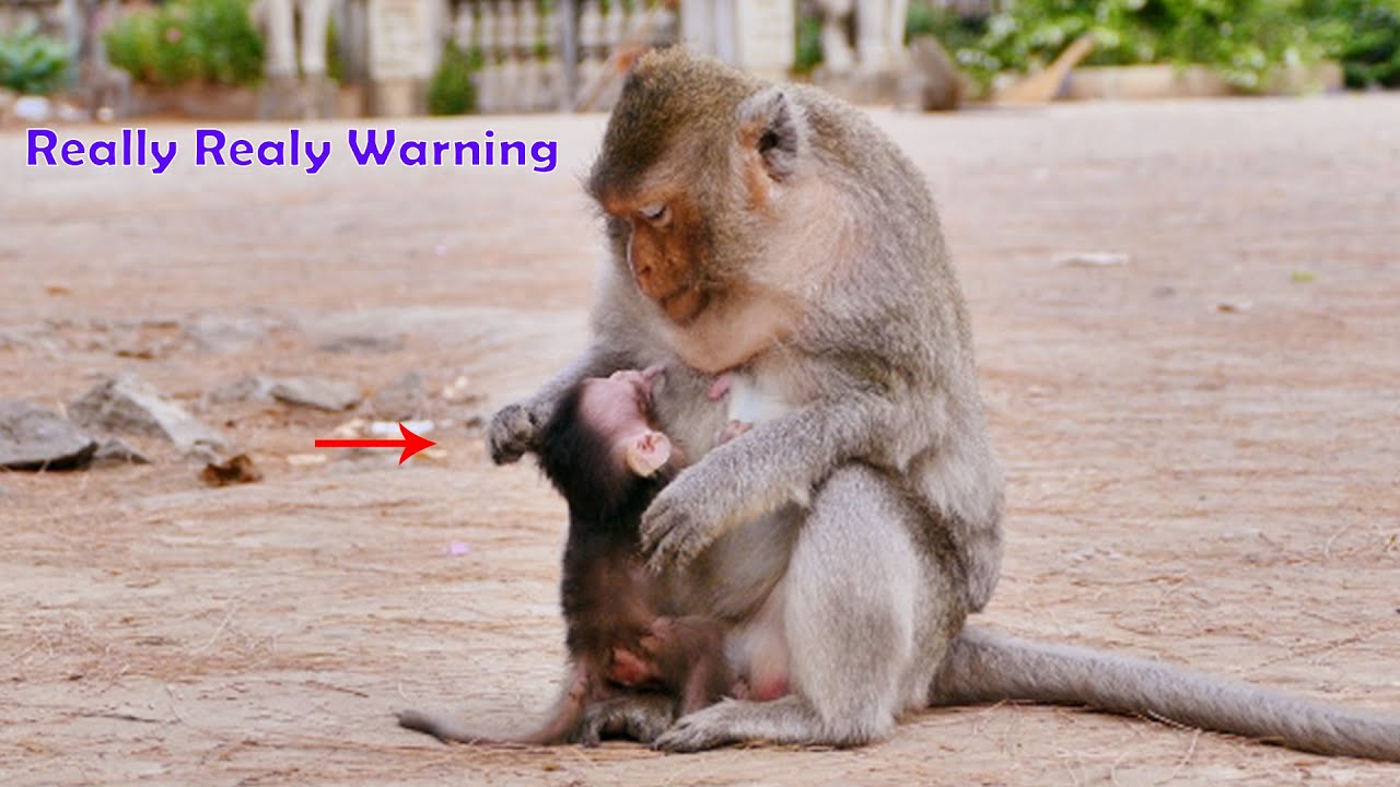 Hard Job...Being A Mother of Newborn Monkey Not Very Easy - Mostly Mom Spends All Her Time For Baby