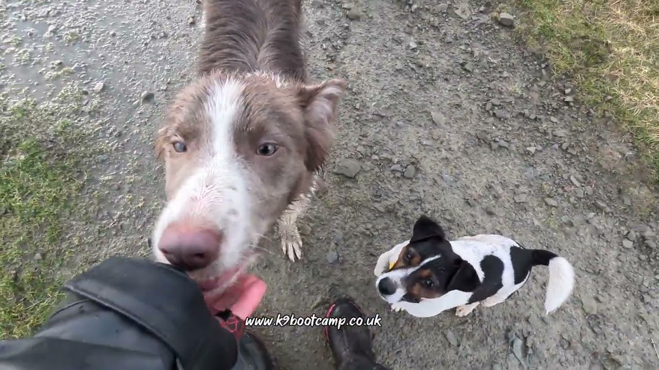 Recall training for Ozzy