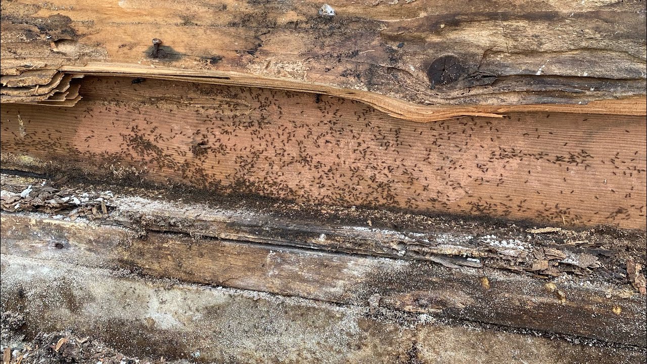 Carpenter Ant infestation and Repair