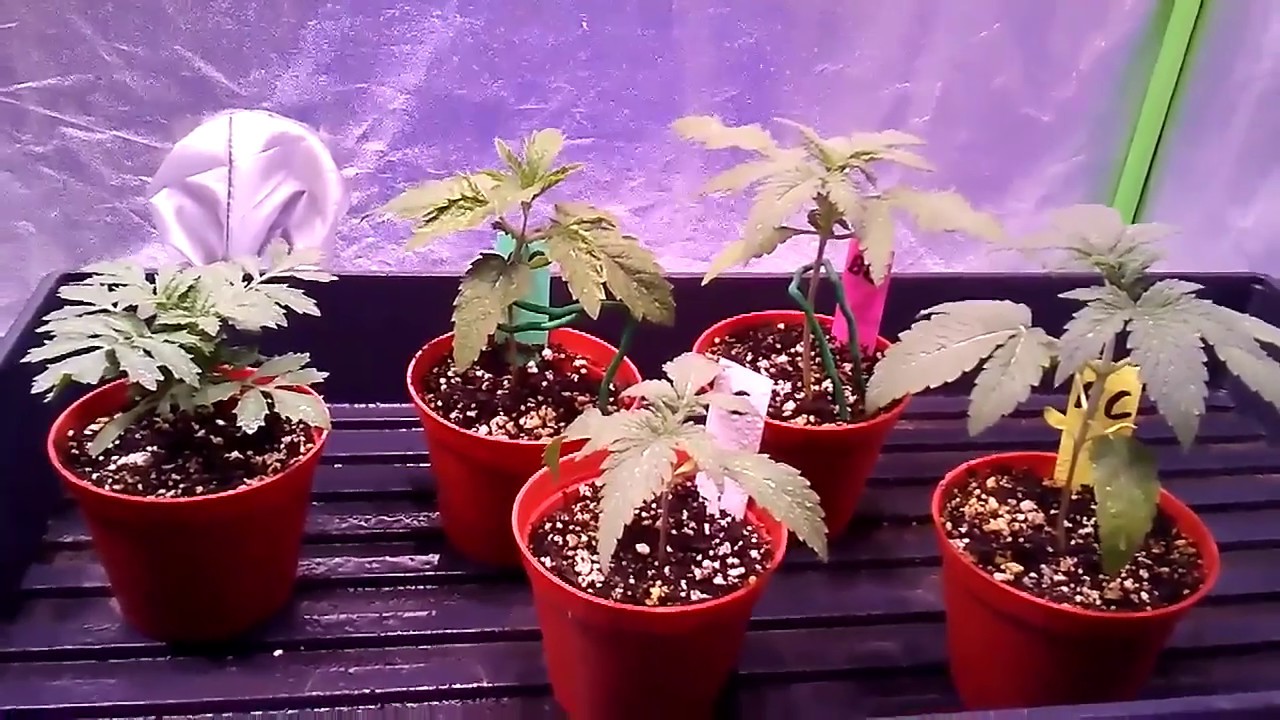 Preparing Cannabis Seedlings For Their First Transplant