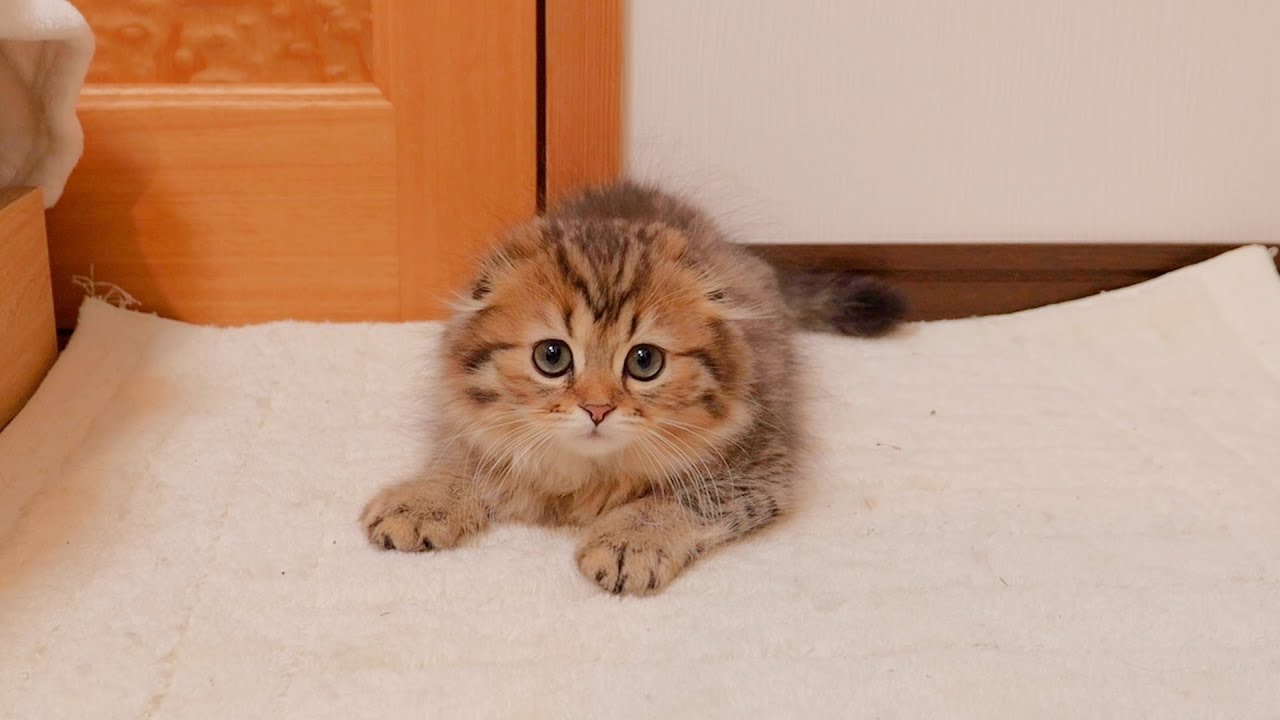 Вот котёнок, которого заперли в комнате, а потом выпустили!