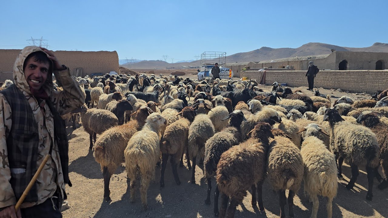 Nomadic Shepherd Life | Feeding Sheep Without Grass | Ancient Survival Secrets