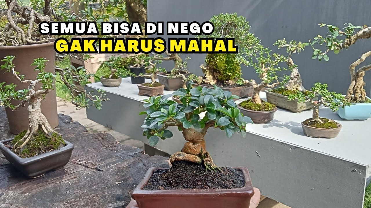 BONSAI MAME| cocok untuk yang suka kecil-kecil