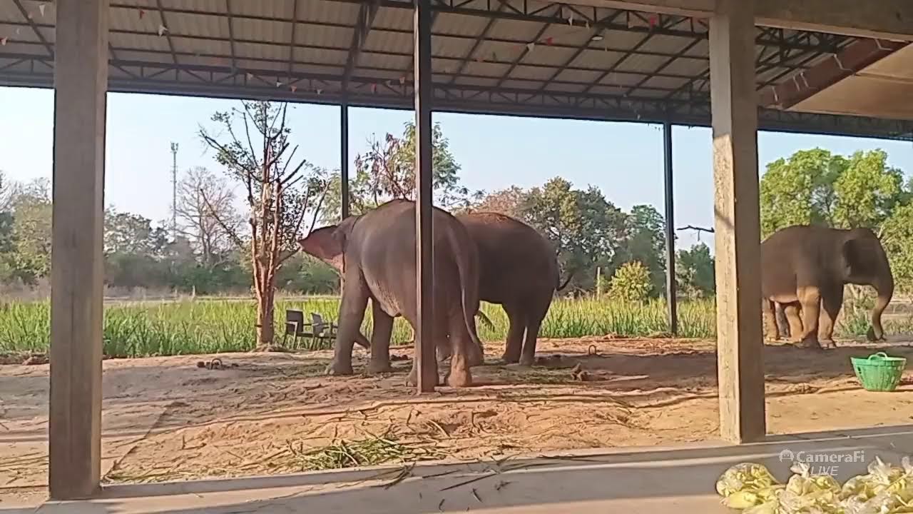 อาหารช้างราคาส่ง ส่งทุกที่🐘🌿🍌🌽🍉🙏🐘