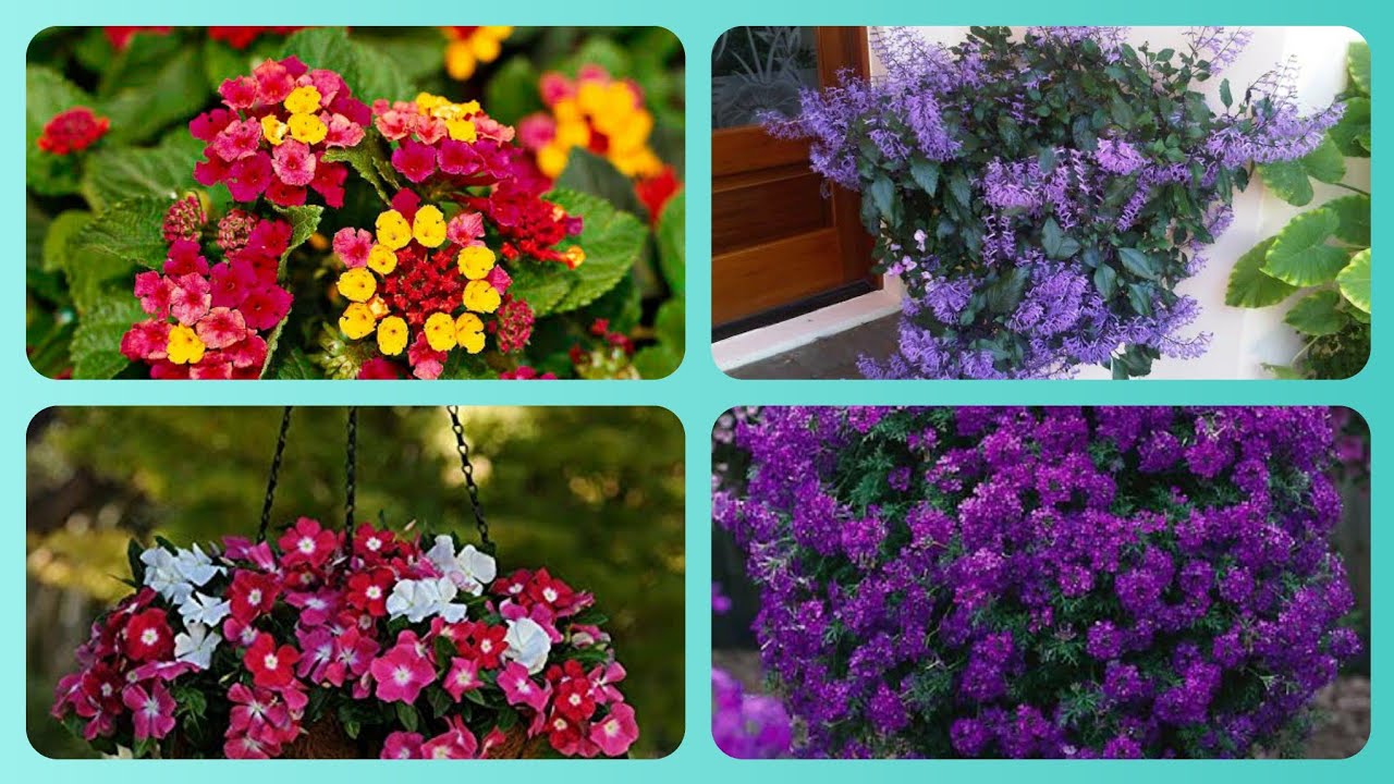 620. Fifteen  Flowering Plants Perfect for Hanging Baskets