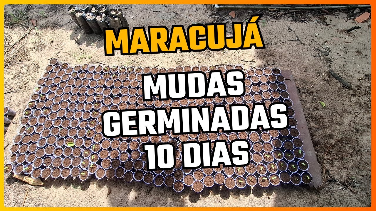 Maracujá: Mudas Germinação 10 Dias