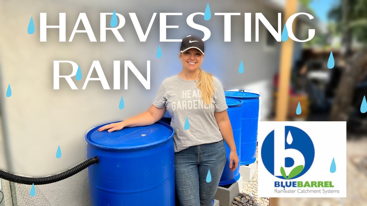 Rain Water Harvesting! One Way I'm Dealing With Gardening In A Drought 🥵 :: Blue Barrel Systems