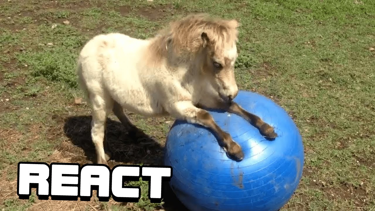 React: FUNNIEST Pet Fails! 🤣 😂 | Best Compilation 2023