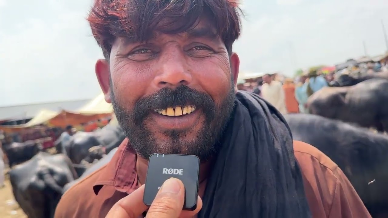 Today Jhang Cattle Market Update Nili Ravi Buffalo Cattle Market Pakistan | Punjab Cattle Market 
