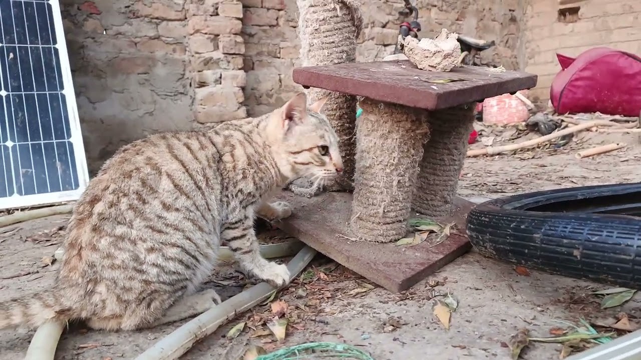 Best black and yellow cat wildlife 