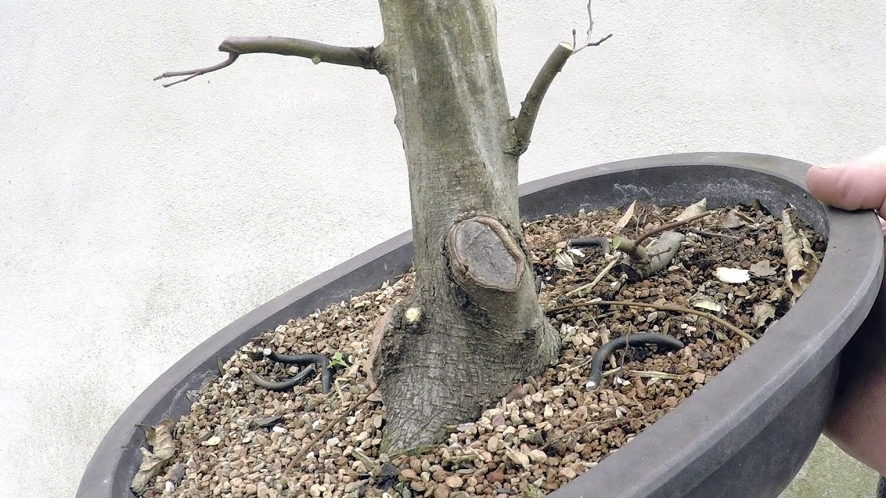 Repotting a Hornbeam, Spring 2018