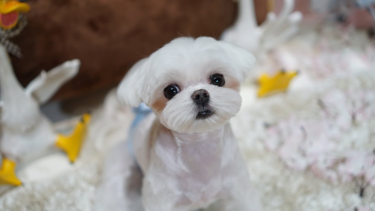 우쭈쭈 뽀끄미~ 베이비컷으로 변신!!🥰말티즈미용 말티즈스포팅,말티즈가위컷,말티미용.말티즈얼굴컷,말티즈베이비컷,허니앤독스