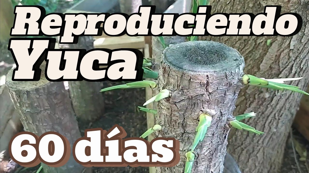 Cap19, Reproducción de Yucas desde cero, Aprendiendo a Propagar Yucas en Ayalon