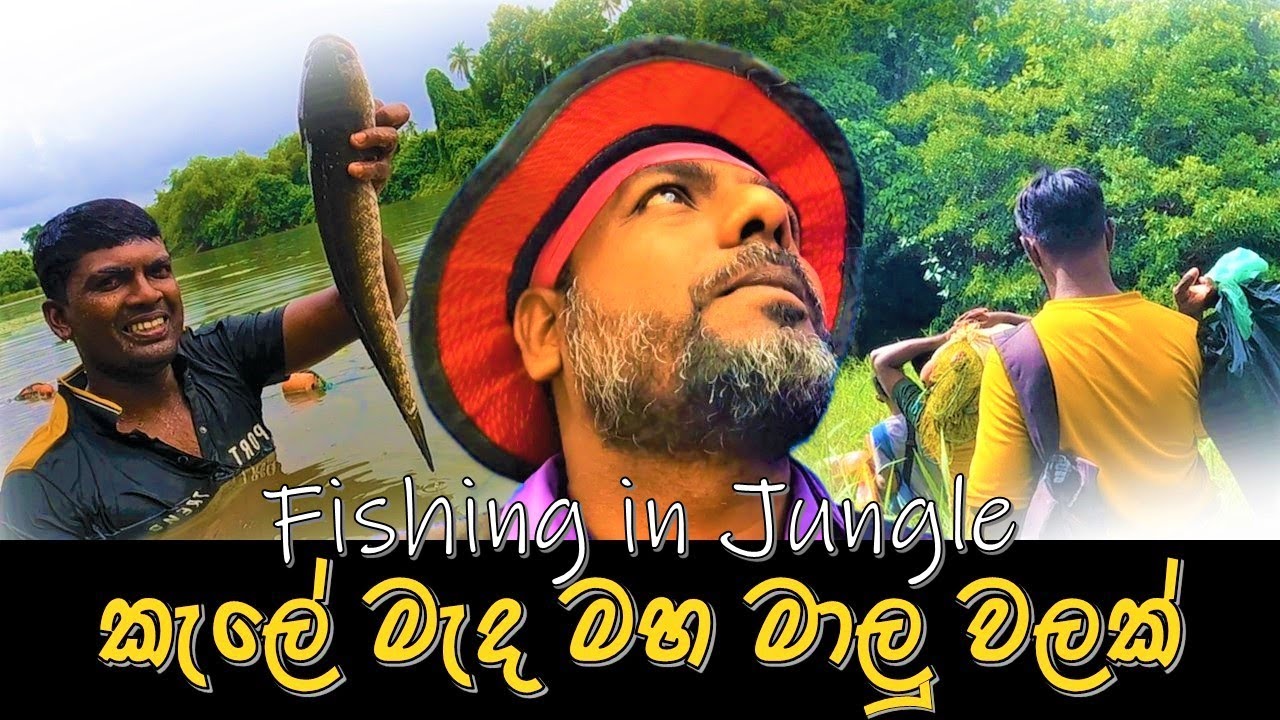 කැලේ මැද මාළු වලක් | Fishing in Jungle | @wishwatiyubaya 😲🎣
