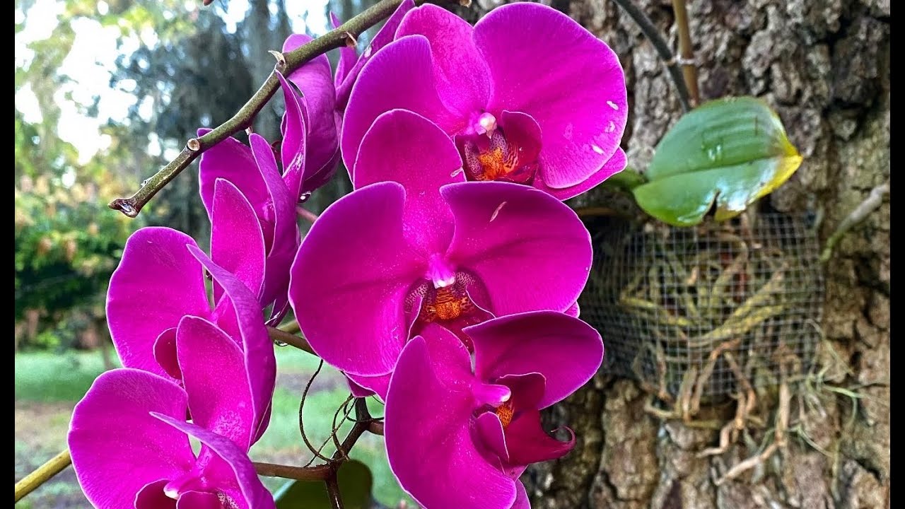 How to Mount Orchids to Oak Trees Outdoors