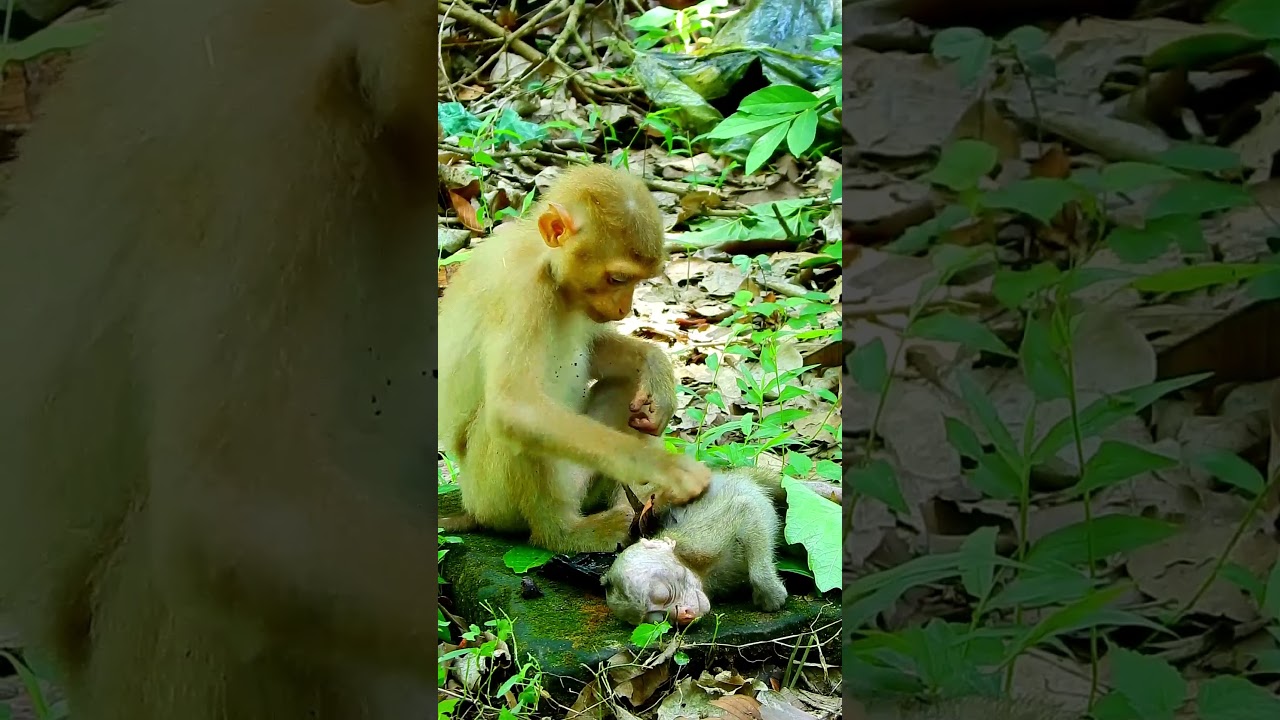 Best clip of new monkey action, lovely life of monkey baby. 