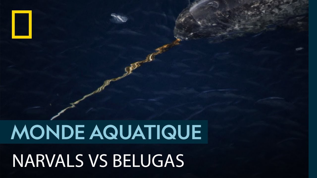 Narvals et bélugas : quels sont leurs points communs et leur différences ?