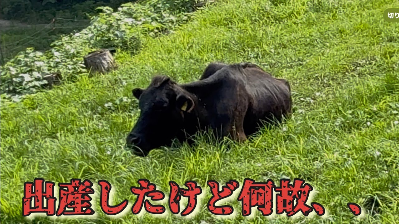 にかちゃんに何が起こったのか、、
