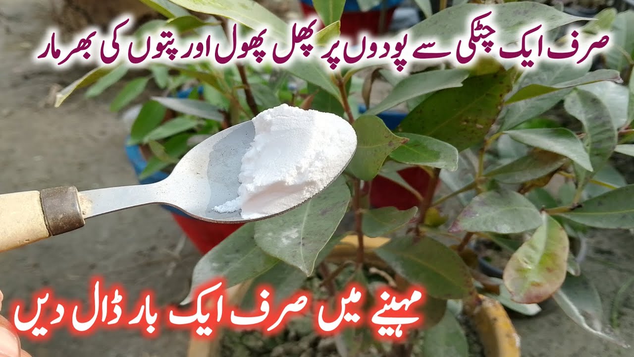 Winter Plants Care | Organic fertilizer and fungicide for plants