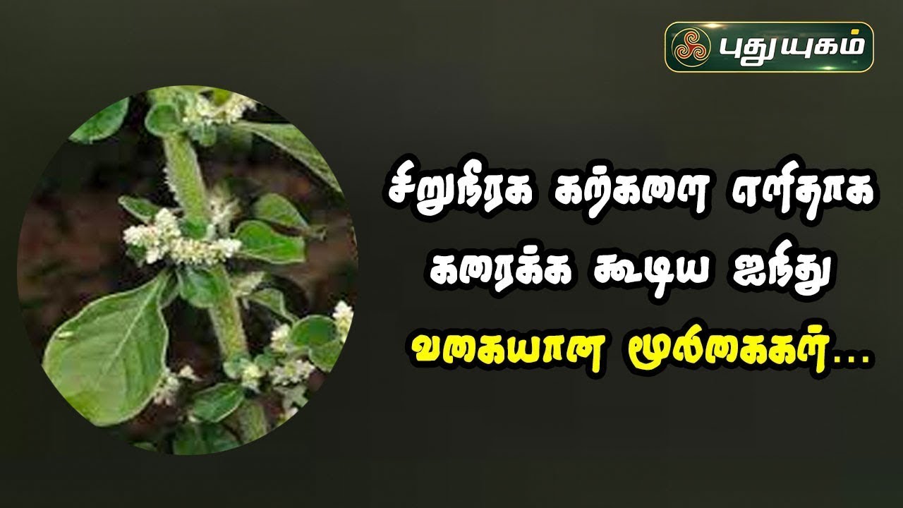 சிறுநீரக கற்களை எளிதாக கரைக்க கூடிய ஐந்து வகையான மூலிகைகள்...! Dr.Jayaroopa | #puthuyugamtv