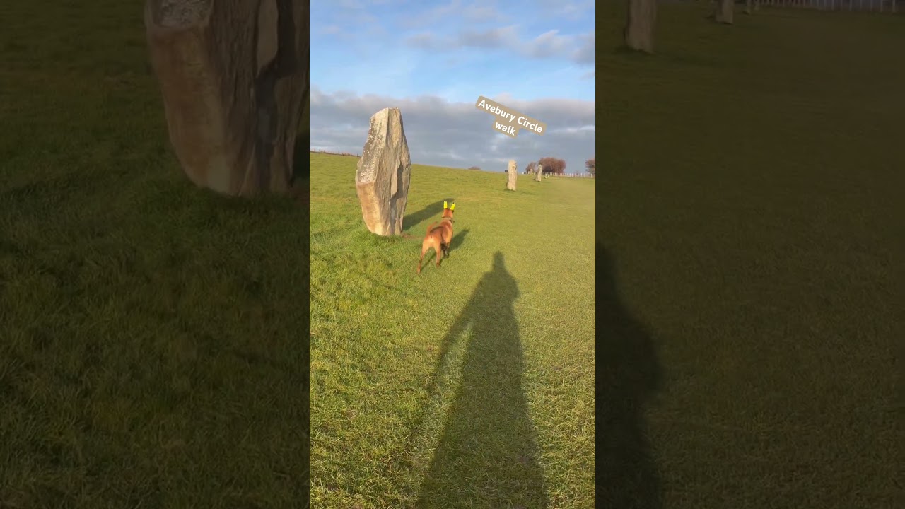 A quick pit stop with the Arry the #belgianmalinois #puppy #ufo