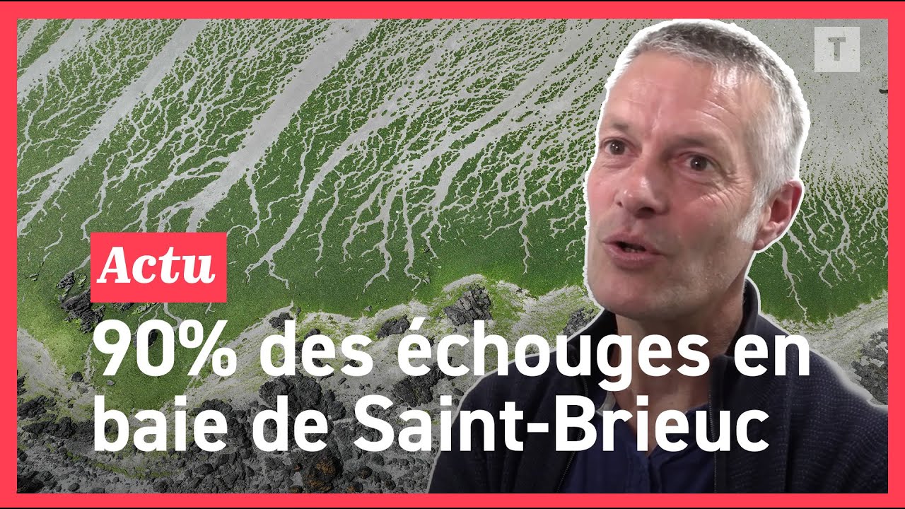 Algues vertes : situation préoccupante dans la baie de Saint-Brieuc