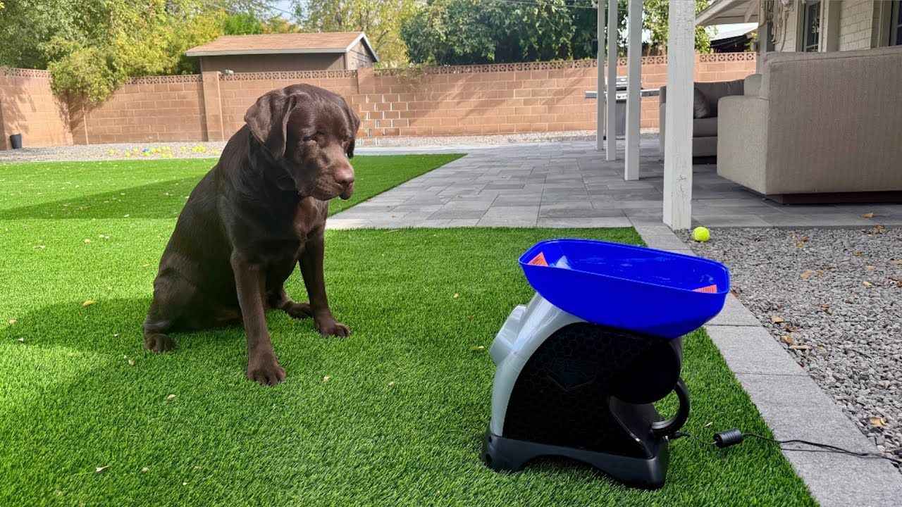 TEACHING MY LABRADOR TO USE A BALL LAUNCHER (PART 1) *FAIL*