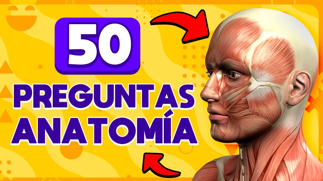 🦴️ 50 PREGUNTAS DE ANATOM&Iacute;A Y EL CUERPO HUMANO 🤔🧠🧐 Preguntas del Cuerpo Humano | Test de Anatom&iacute;a