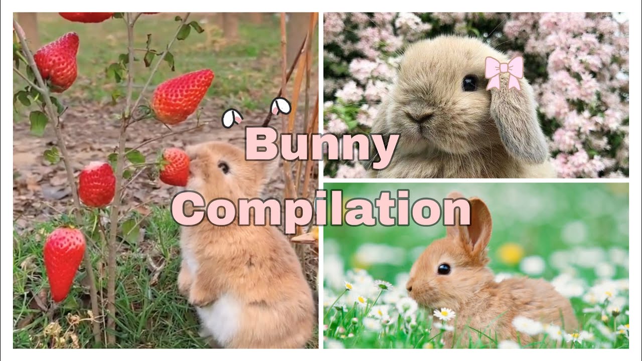 Bunny Compilation 🎀🐇*full screen*🐇🎀