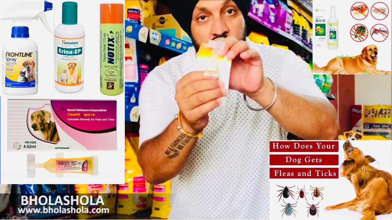 Top Rated Puppy | Dog Lice, Flea & Tick Control Which is Result Powder, Shampoo & Spray. BholaShola