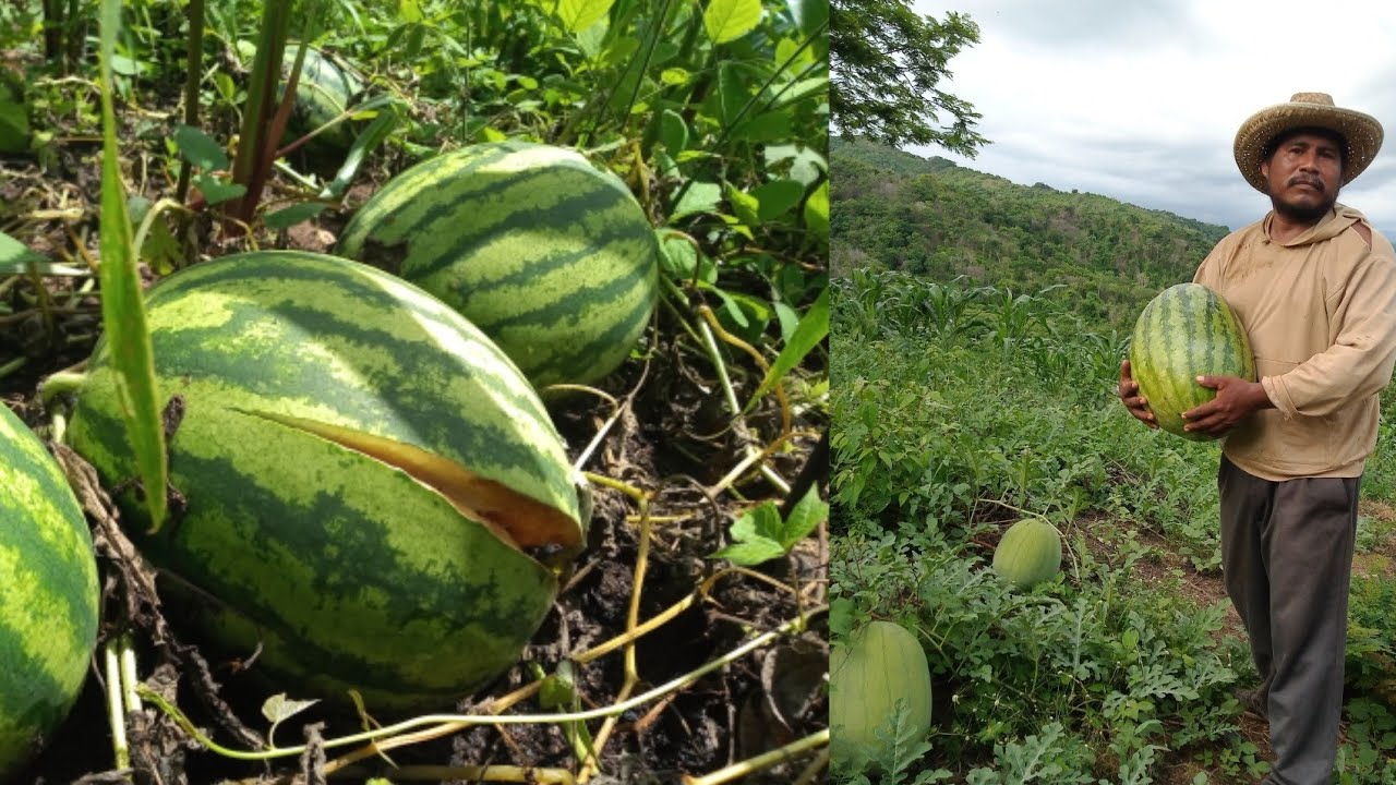 este es el mejor y el peor clima para el cultivo de sandía