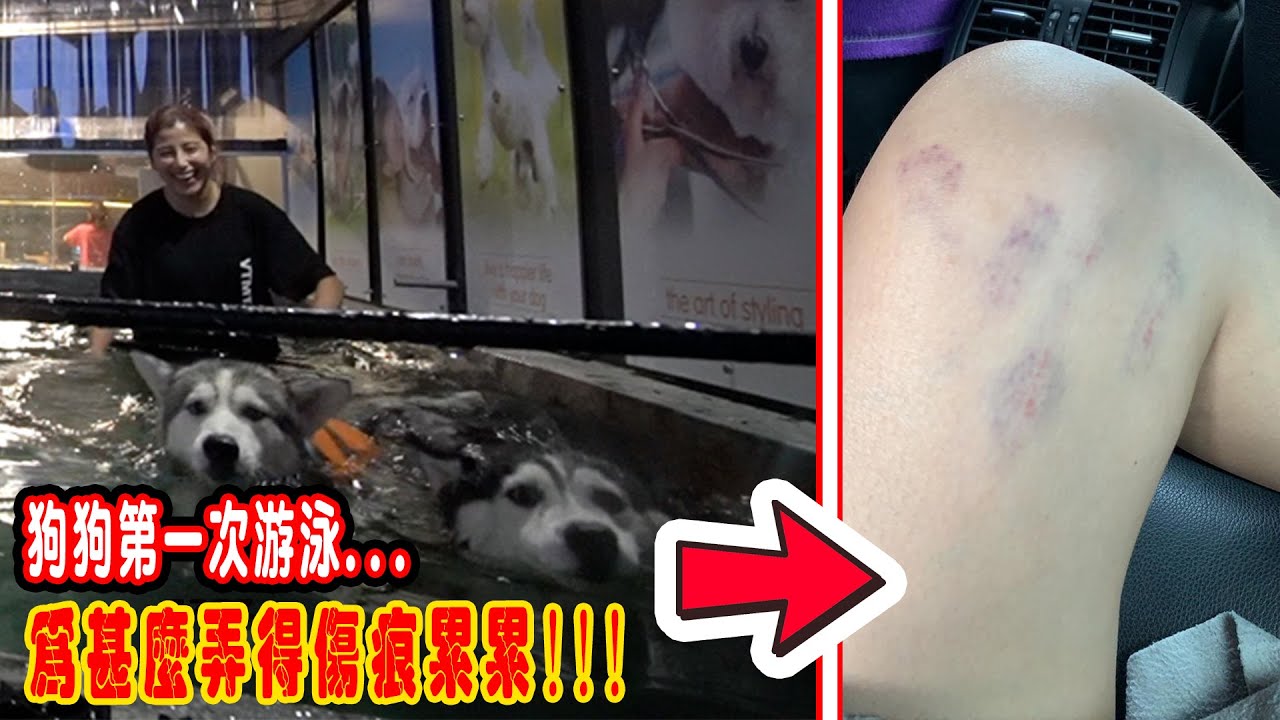 兩隻狗狗游泳初體驗，兩隻Husky 像逃亡一樣，結果搞的主人傷痕累累！husky first time swimming  (Jeff Inthira & kungfu Panda)