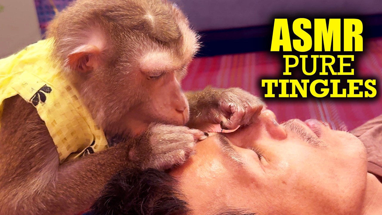 Real Monkey ASMR | Judy's SUPER Tingly Scratch & Close Scalp Grooming For DEEP SLEEP