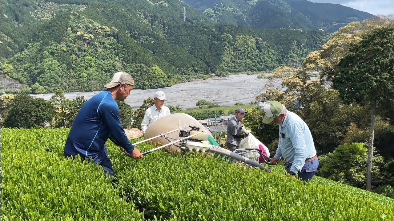 How Japanese Green Tea is Harvested | Shizuoka, Japan