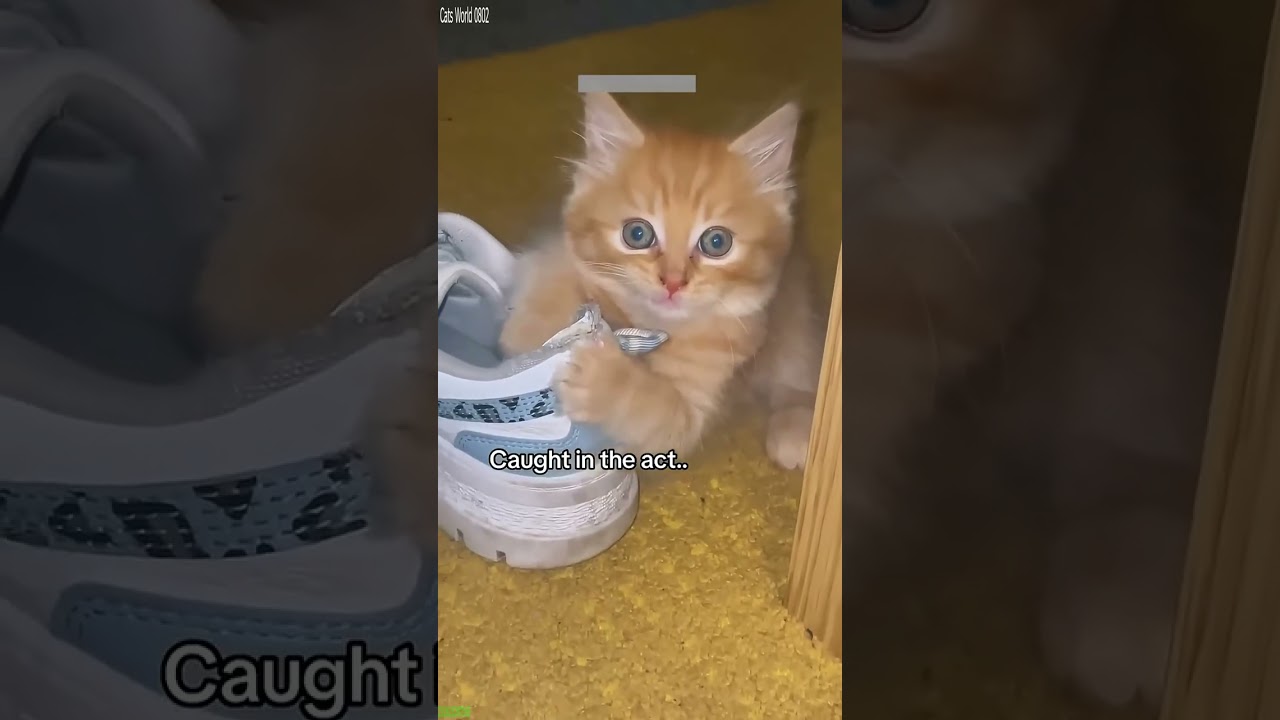 Funniest Cat 😼 Cat videos Compilation 😅 # Ep 9162