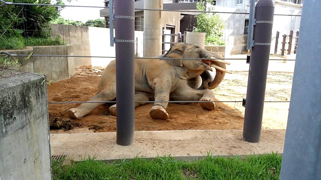 沖縄こどもの国のゾウ（オス）　琉人のスローライフ