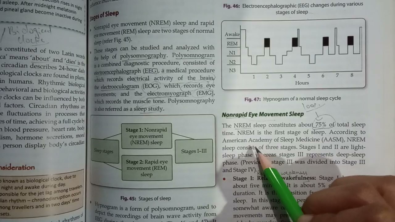 Bsc.Nursing-Stages of sleep (NREM & REM) nursing foundation
