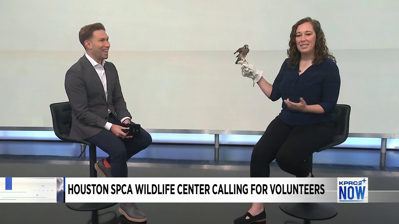 Houston SPCA Wildlife center searching for volunteers