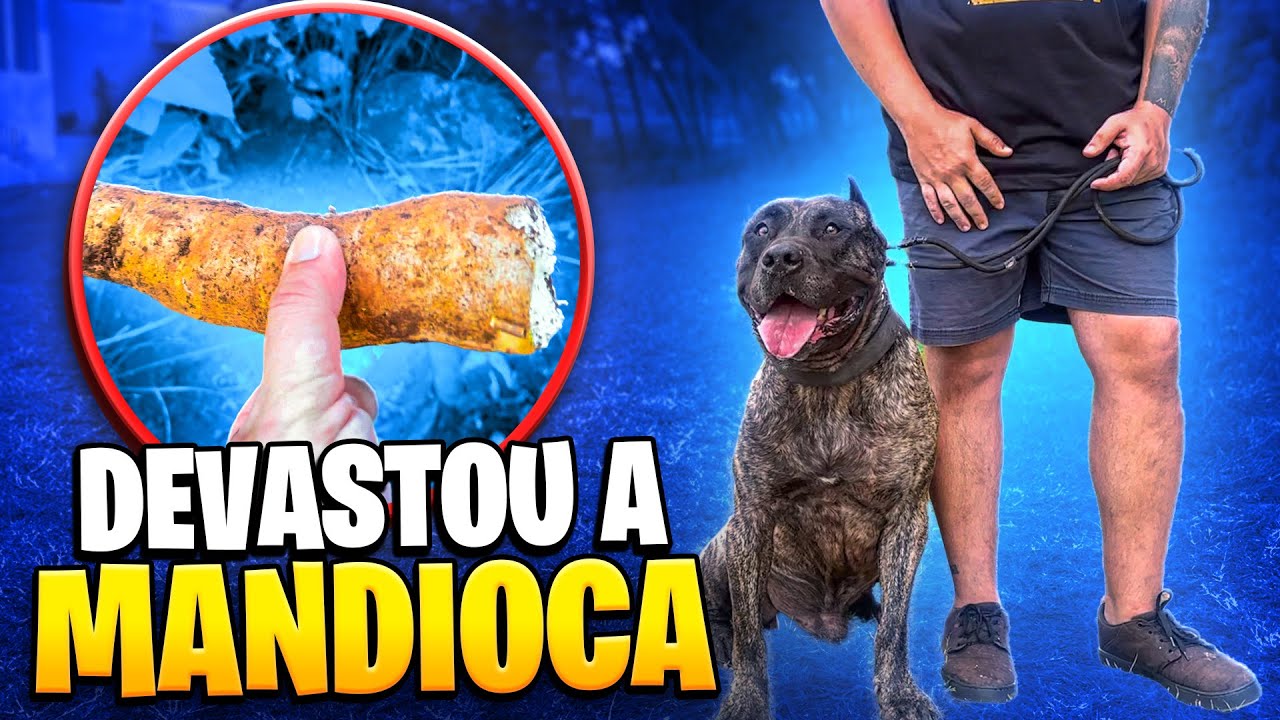 TEM JAVALI NO MEU SÍTIO, VOU CAÇAR