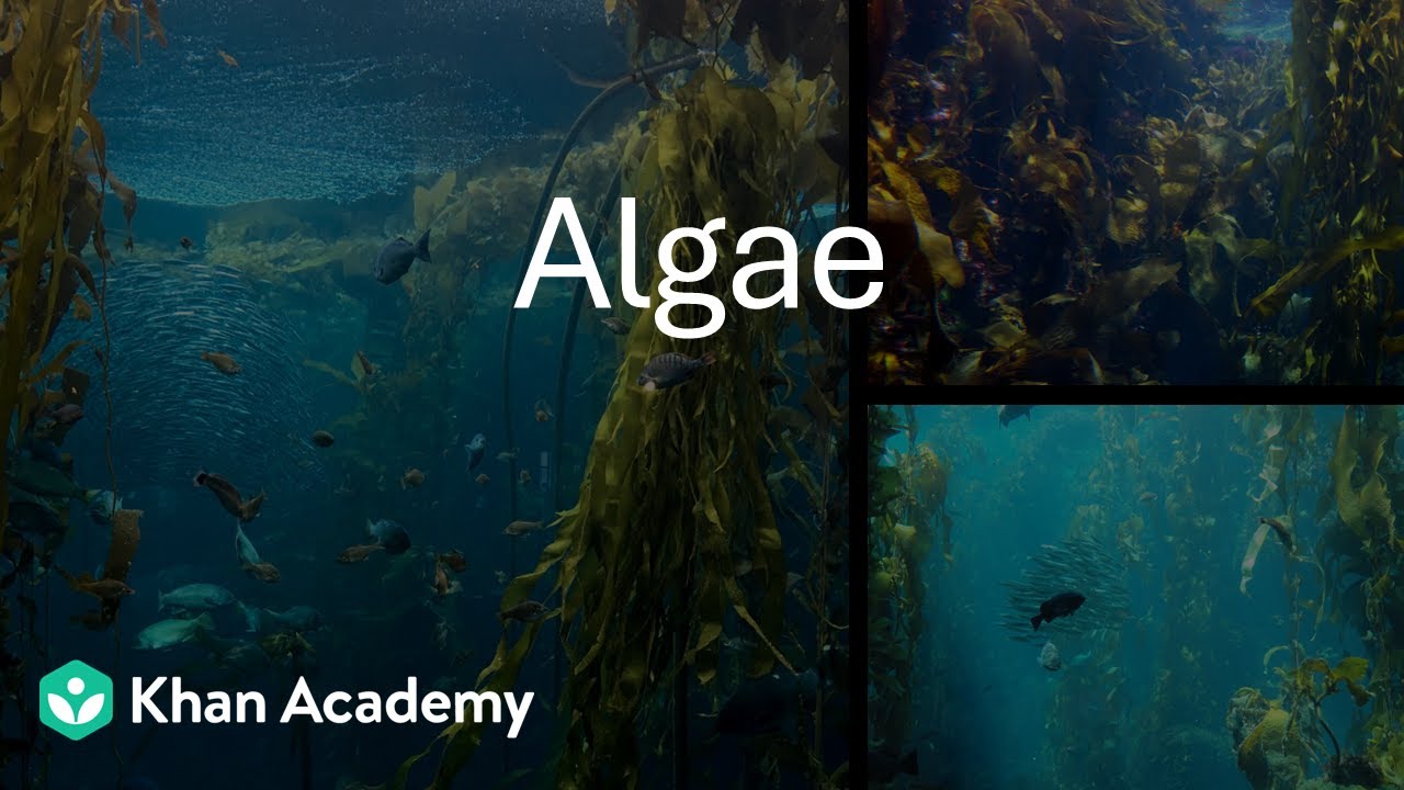 Algae - Intro | Plant Kingdom | Grade 11 | Biology | Khan Academy